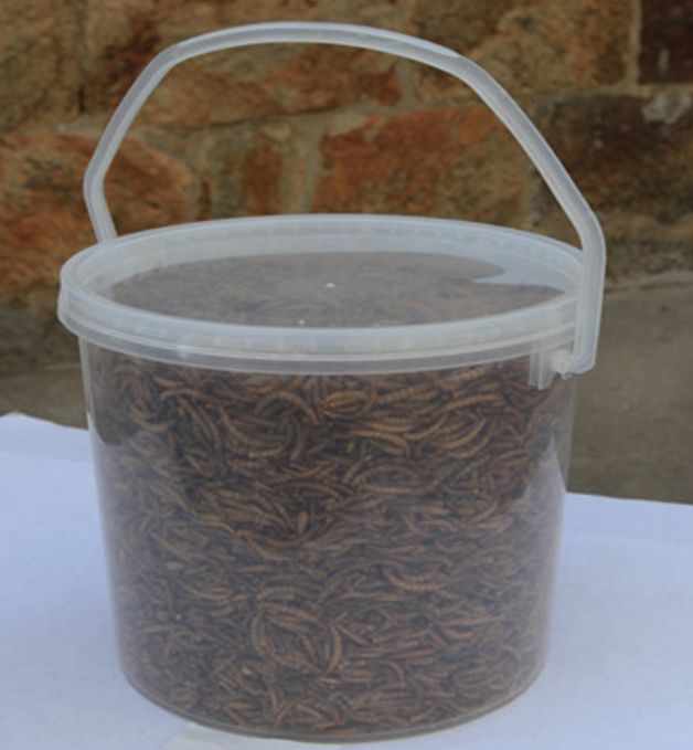 Microwave dried mealworm for birds to sale in Switzerland